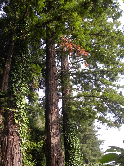 Redwood © Evelyn Howard 2011