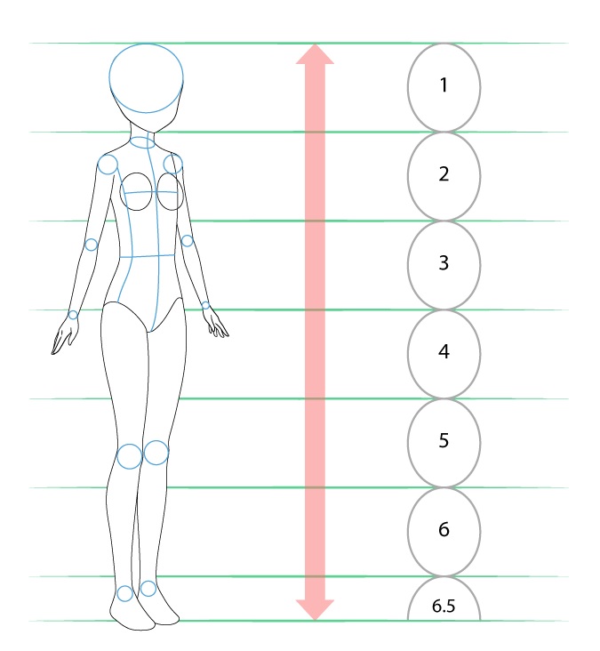 Proporsi dan struktur tubuh gadis anime