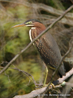 Green Heron