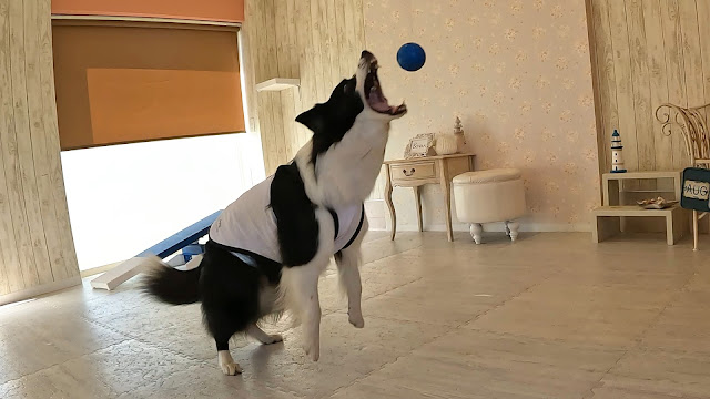 保護犬 ボーダーコリー トーマ アンドワン