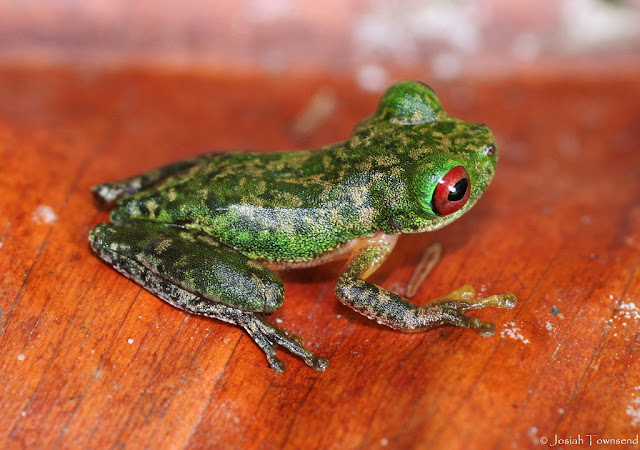 Animales Honduras