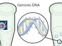 Genomic DNA