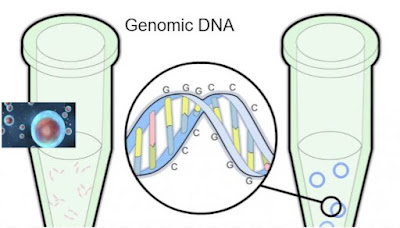 Genomic DNA