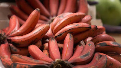 pisang merah