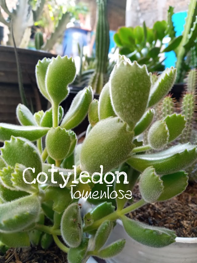 Mengenal Tanaman Sukulen Cotyledon Tomentosa dan Cara Perawatannya