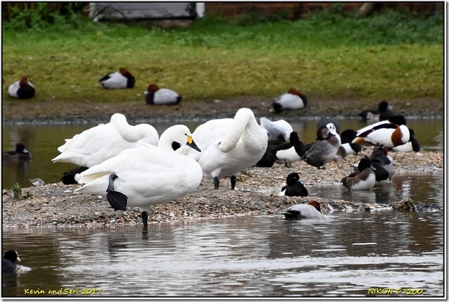 Slimbridge WWT - December