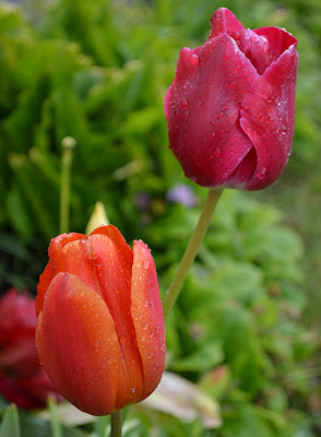 Tulipanes holandeses después de la lluvia para el Día de las Madres