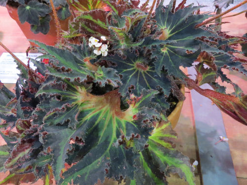 Philadelphia Flower Show 2020 - Begonia Breakdance