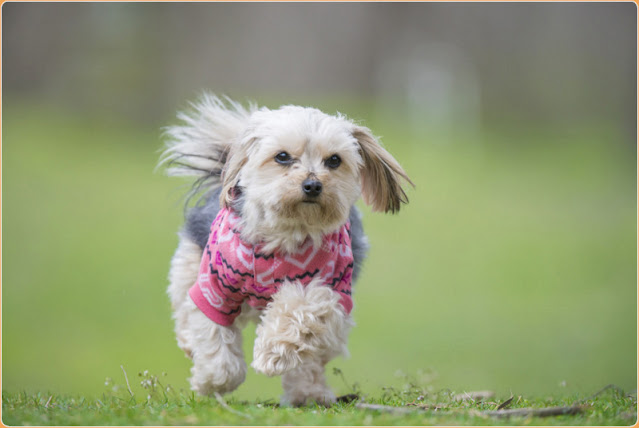 "Close-up of a cute Morkie dog with a playful expression and a mix of Maltese and Yorkshire Terrier features."