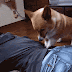 Dogs are not as good at massage.