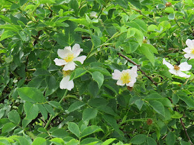 Rosa rubiginosa