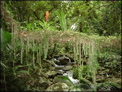 Mata_Atlantica_Maquine