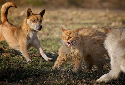 Brave Cat vs Dogs Seen On www.coolpicturegallery.us