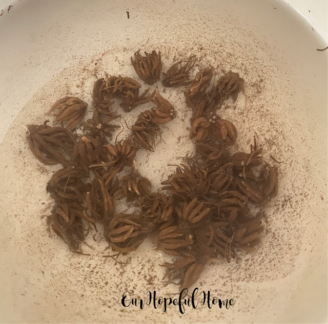 bowl of soaking ranunculus corms in water