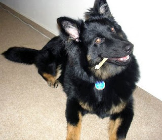 Bohemian Shepherd Dog