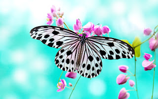 Wallpapers with Butterflies