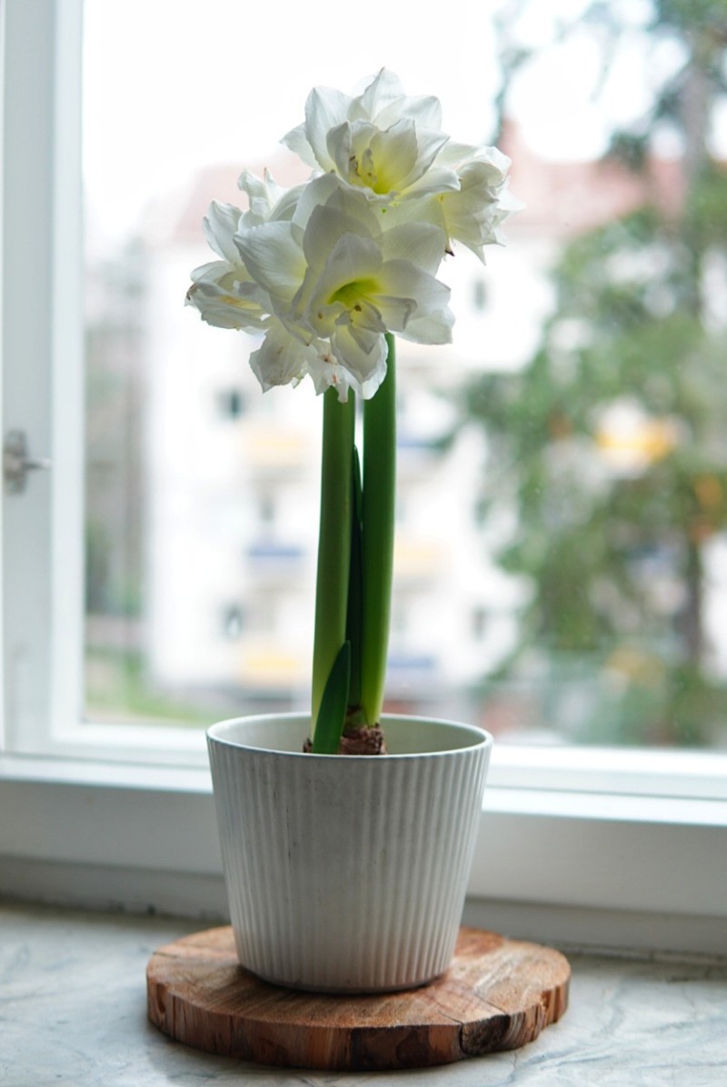 Amaryllis plantagen