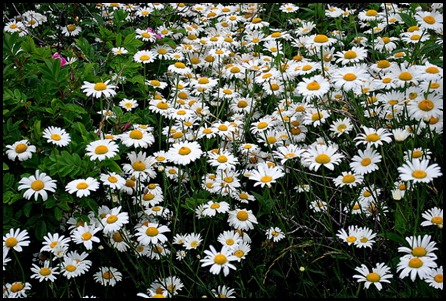 15 - Frasier Point Lunch - Daisies