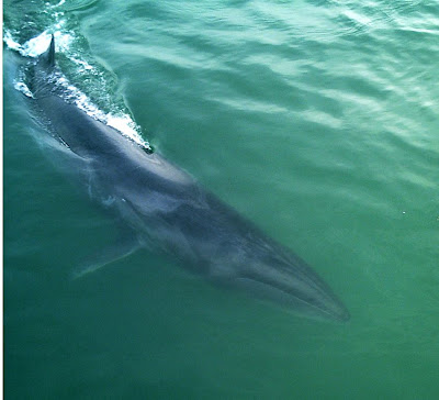 Sei Whale