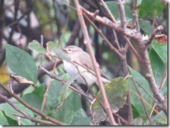 Siberian Chiffchaff Siberian Chiffchaff