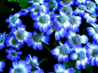 #2 Lovely Flowers Wallpaper Desktop Background Full Screen