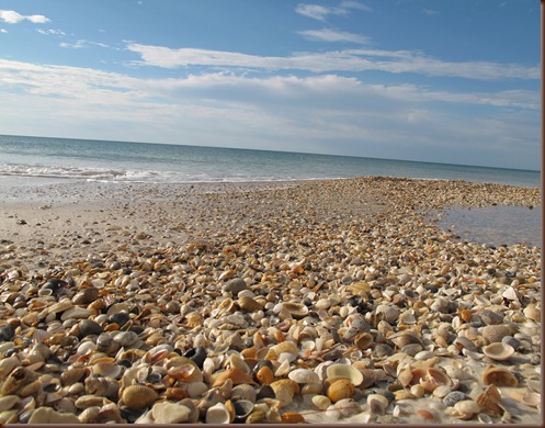 SHELL SHELF 