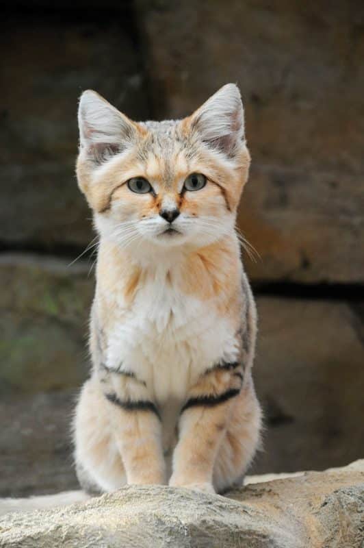 A Sand cat