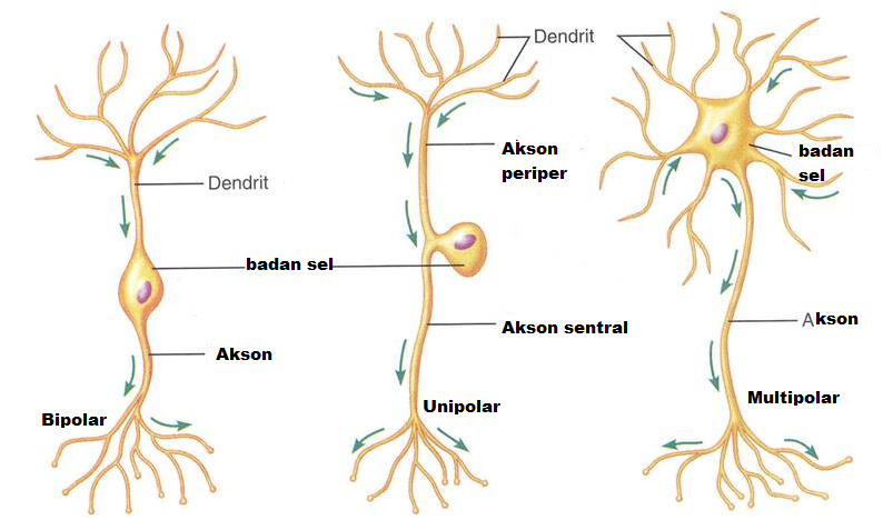 BiologiZone Macam macam Neuron 