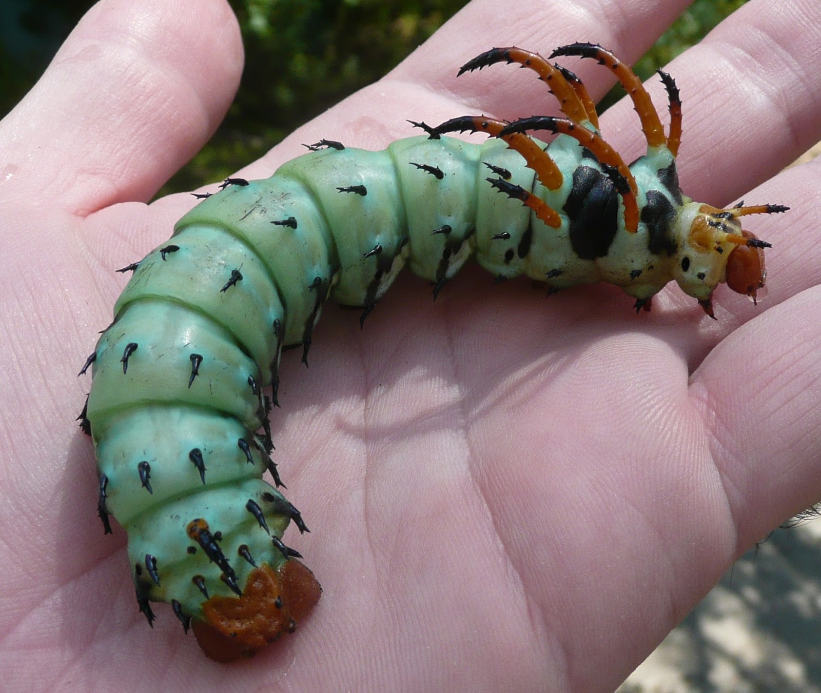LatinLutheran: The Resurrection of the Hickory Horned Devils