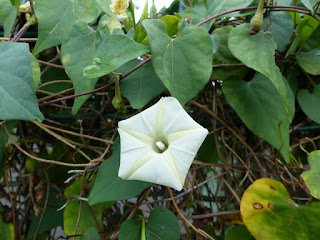 Ipomoea alba - Fleur de Lune