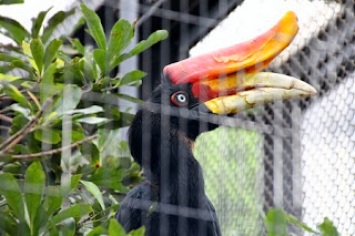 Rhinoceros Hornbill