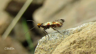 Micropterix tunbergella (male) IMG3611