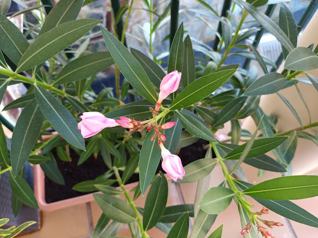 Adelfa (Nerium oleander L.).