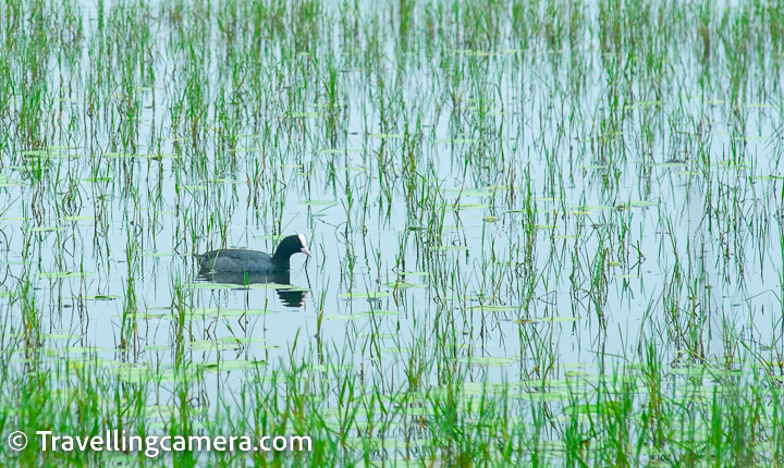 Common Coot is another bird species that can be found in Pulicat Lake. The Common Coot is a medium-sized waterbird that is part of the rail family. It has a distinctive black plumage, a white beak, and a red eye. The bird is a resident species in India and can be found in wetlands such as Pulicat Lake throughout the year.