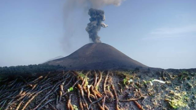 Kemunculan Cacing dan Gempa Bumi