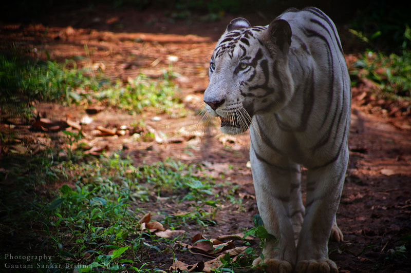 Assam State Zoo cum Botanical Garden Guwahati Assam India