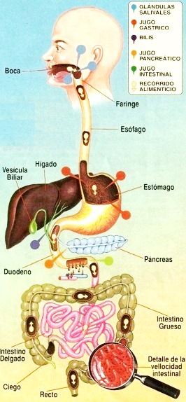 Dibujo del sistema digestivo a colores para niños