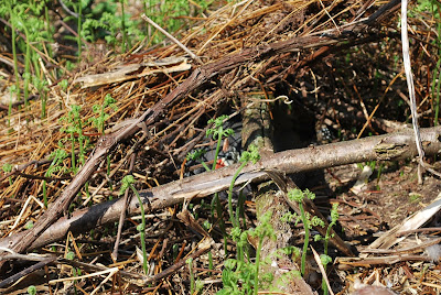 guinea nest branches