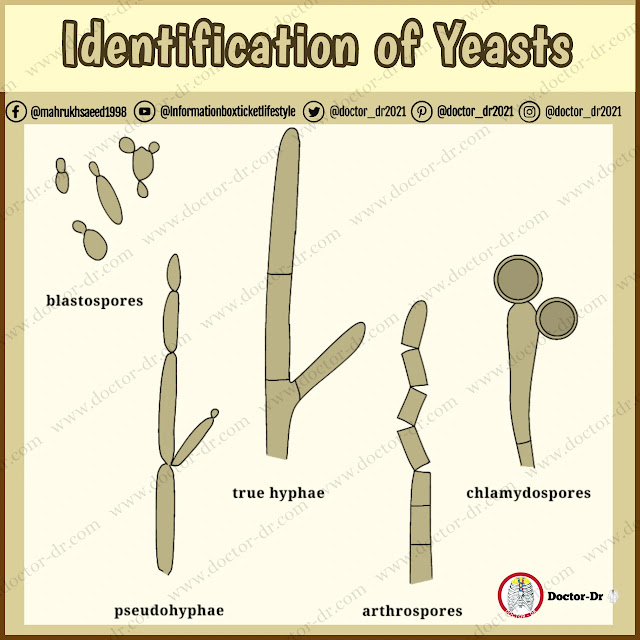 Identification of Yeasts by Doctor_dr2021