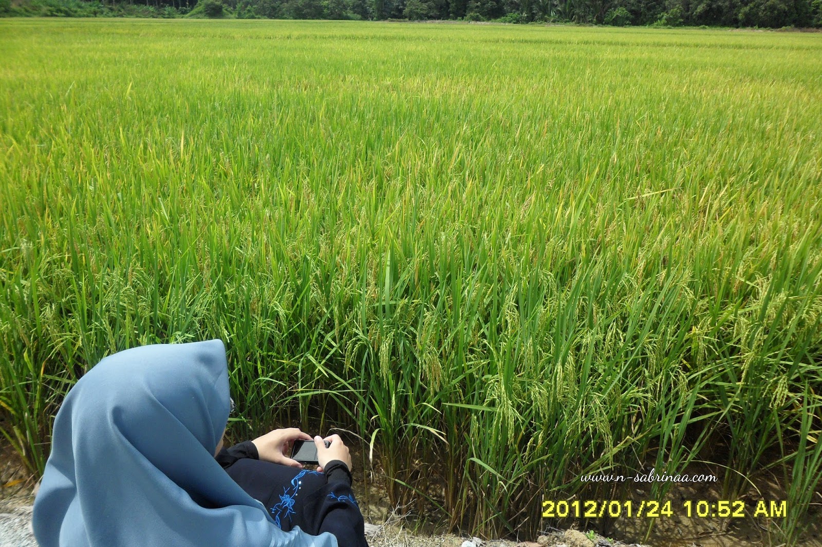 Lukisan Pemandangan Sawah Padi Yang Senang Cikimmcom