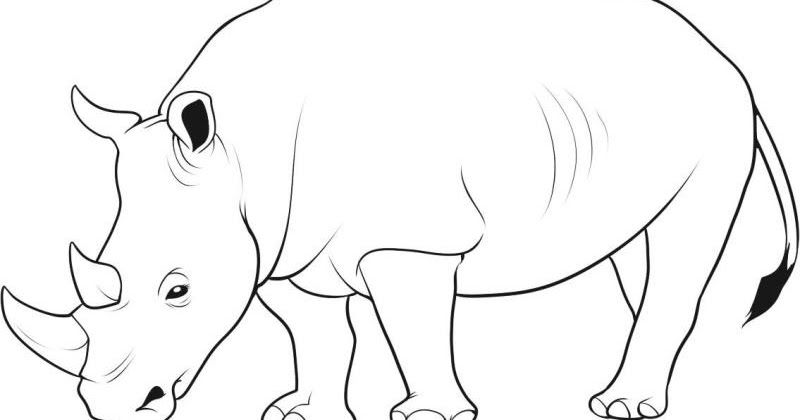 Belajar mewarnai gambar binatang badak  untuk anak TK