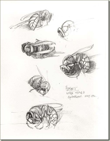 hornet sm