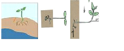 gerak geotropisme menuju kebawah atau keatas