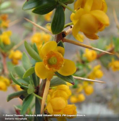 Calafate (Berberis microphylla)