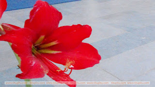 Red-flowers-of-pumkin-hd-wallpapers