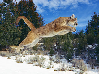 cougar