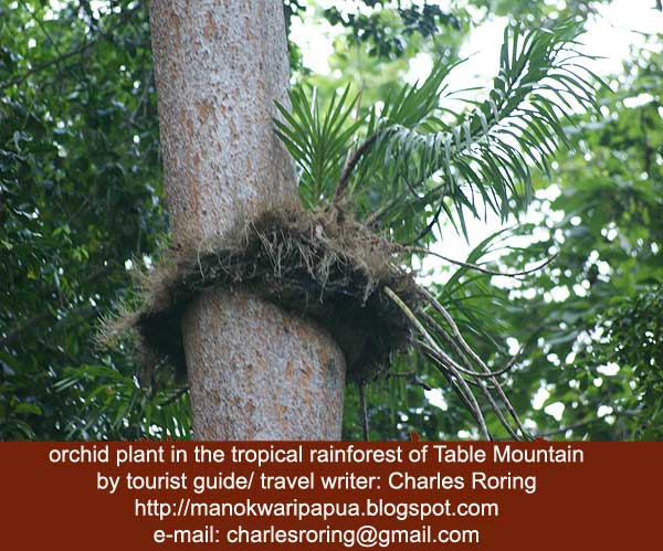 Wildlife Watching Tours Tropical rainforest Orchids 