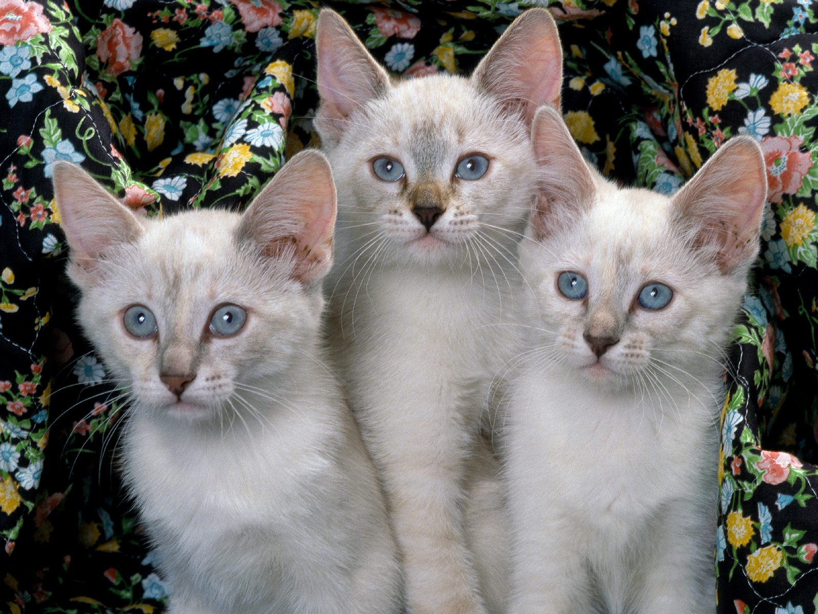 Siamese cats  Cute Cats 