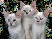 50 Inspirasi Populer Cat Kitten