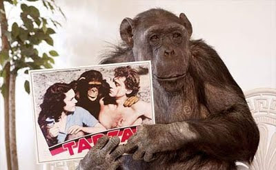 Crea dudas la muerte del chimpancé Chita